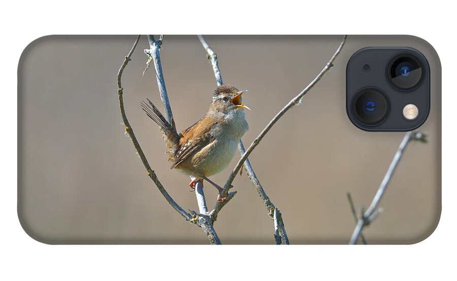 Marsh Wren iPhone 13 Case featuring the photograph Marsh Wren by Kathy King