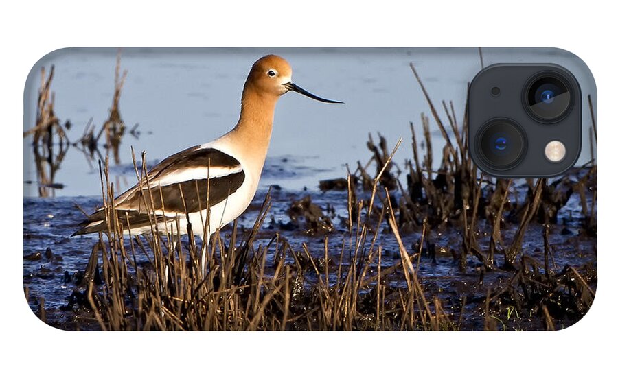 American Avocet iPhone 13 Case featuring the photograph Mating Time by Ronald Lutz