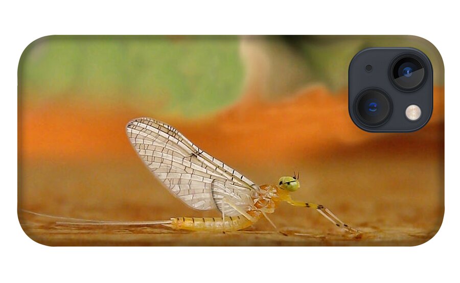 Mayfly iPhone 13 Case featuring the photograph Mayfly Art by Thomas Young