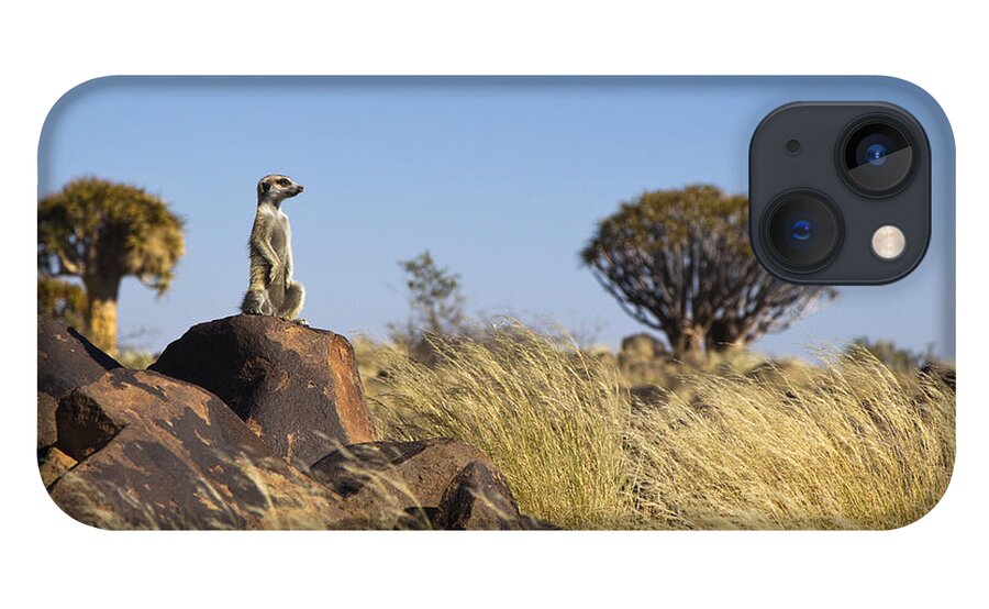 Vincent Grafhorst iPhone 13 Case featuring the photograph Meerkat In Quiver Tree Grassland by Vincent Grafhorst