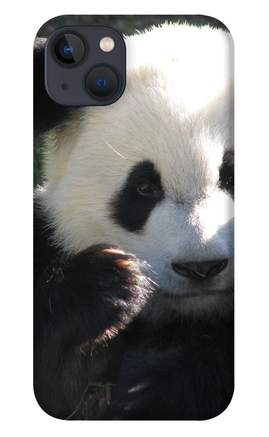 Panda Bear iPhone 13 Case featuring the photograph Mei Lan Giant Female Panda by Cleaster Cotton