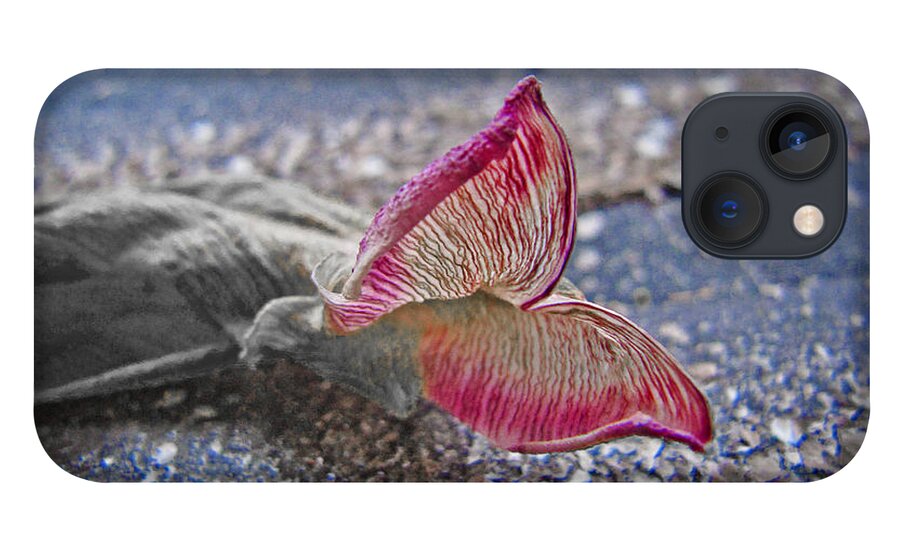 Butterfly iPhone 13 Case featuring the photograph Metamorphosis by Casper Cammeraat