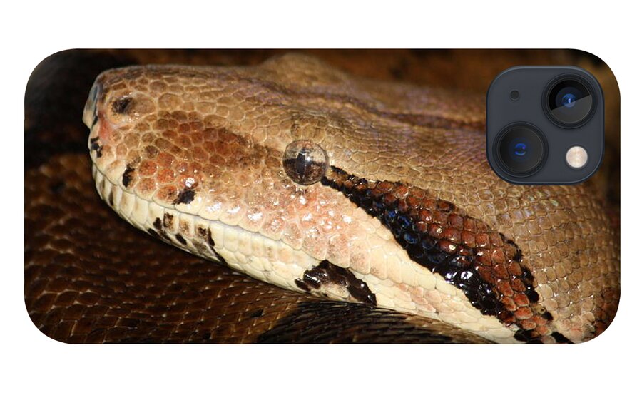 Snake iPhone 13 Case featuring the photograph Mindfully Watching by Patrick Witz