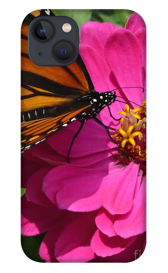 Monarch iPhone 13 Case featuring the photograph Monarch on Pink by Jayne Carney