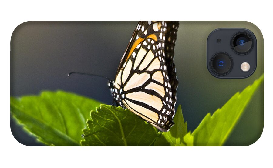 Monark Butterfly iPhone 13 Case featuring the photograph Monark Butterfly No. 2 by John Greco