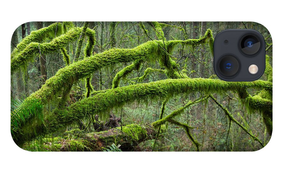 Mossy Logs iPhone 13 Case featuring the photograph Mossy dreamland by Kunal Mehra