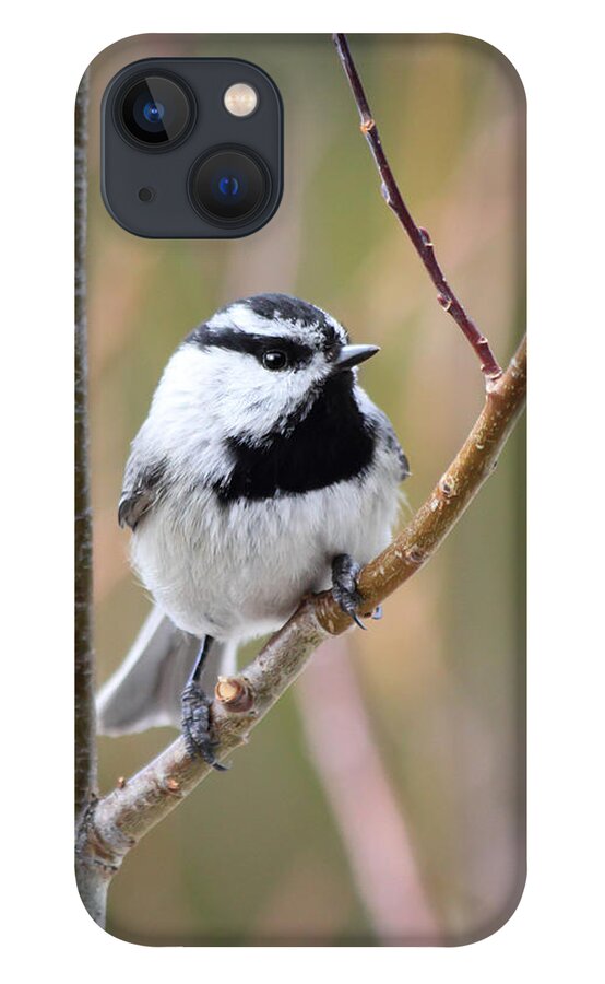 Chickadee iPhone 13 Case featuring the photograph Mountain Chickadee by Shane Bechler