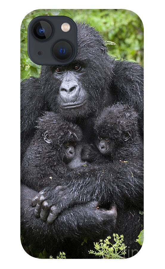 Feb0514 iPhone 13 Case featuring the photograph Mountain Gorilla Mother And Twins by Suzi Eszterhas