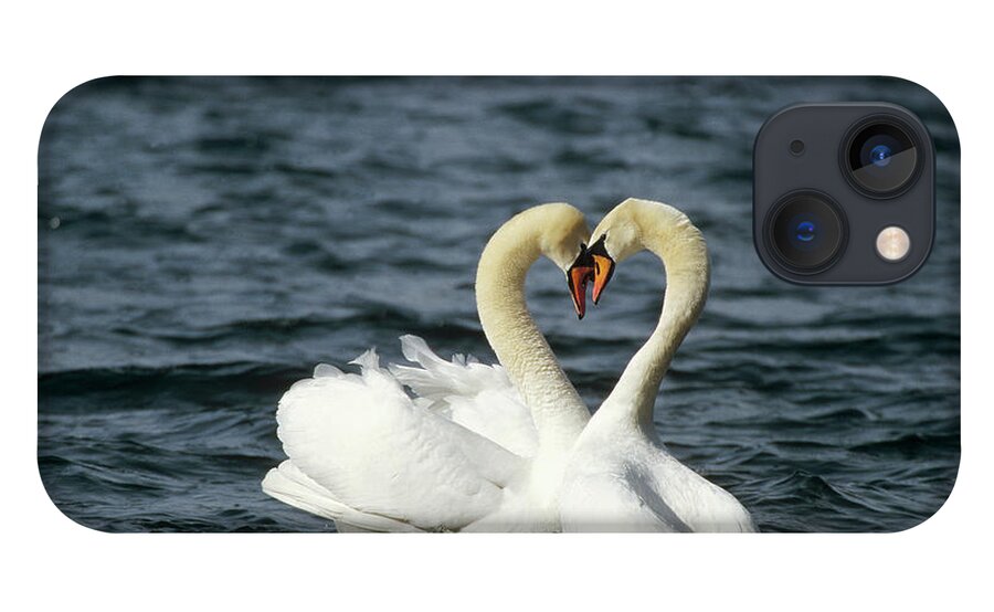 00196071 iPhone 13 Case featuring the photograph Mute Swan Affectionate Pair by Konrad Wothe