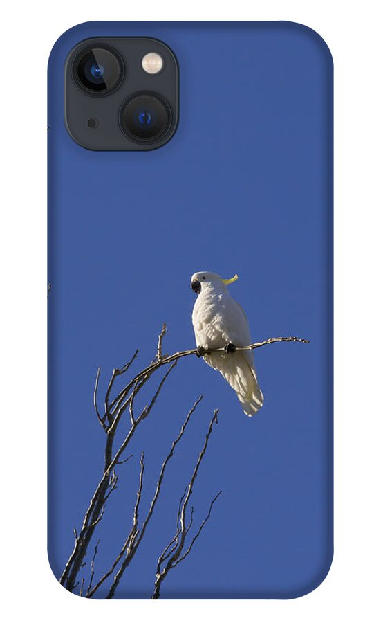 Birds iPhone 13 Case featuring the photograph My Sulphur Crested Cockatoo Visiting by Anthony Davey