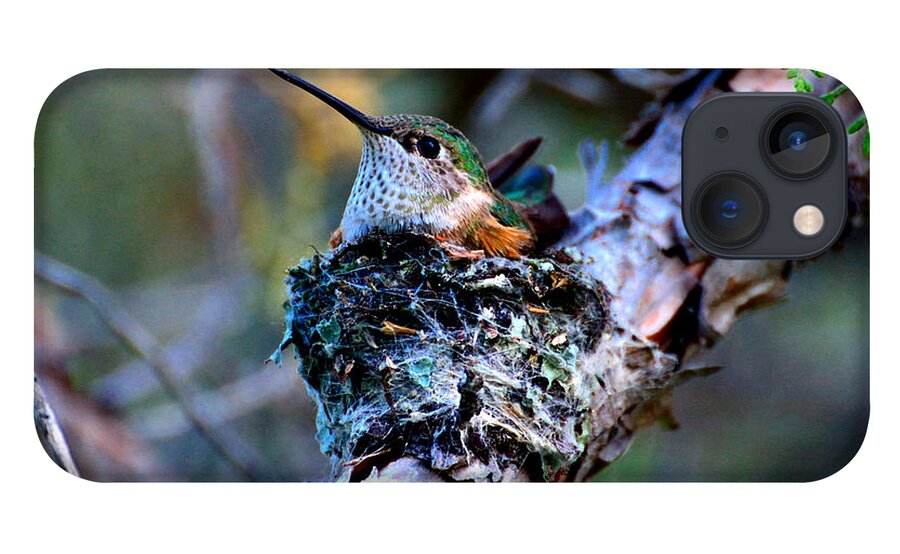 Nesting iPhone 13 Case featuring the photograph Nesting Hummingbird by Tranquil Light Photography