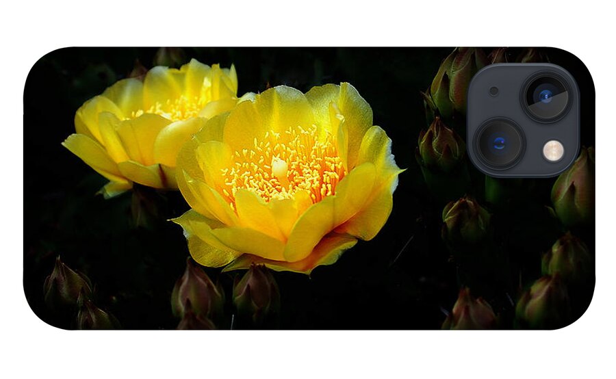 Cactus iPhone 13 Case featuring the photograph Nightlights by Len Romanick