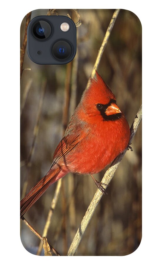 Feb0514 iPhone 13 Case featuring the photograph Northern Cardinal Male Long Island by Tom Vezo