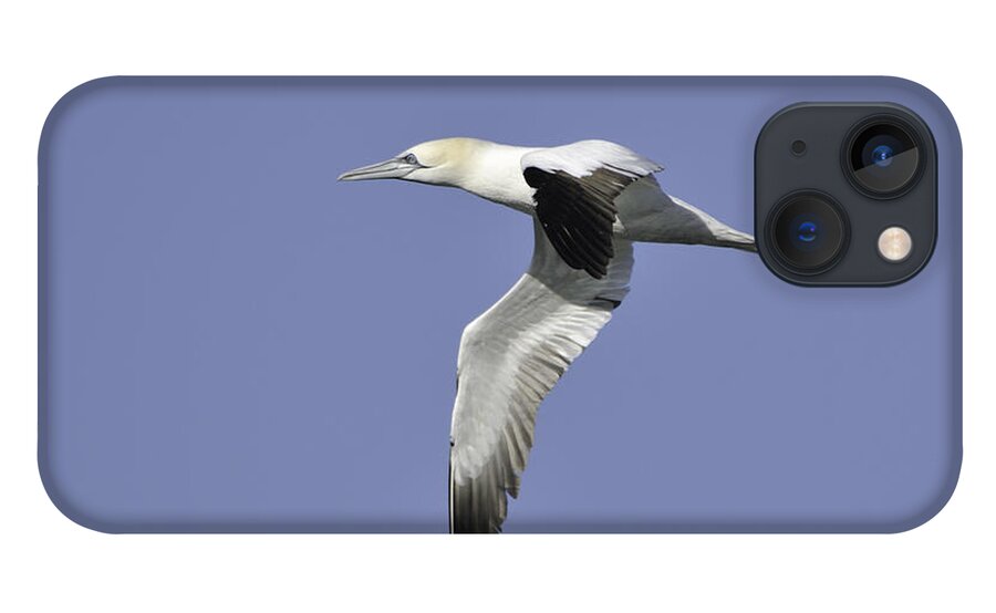 Gannet iPhone 13 Case featuring the photograph Northern Gannet in flight by Bradford Martin