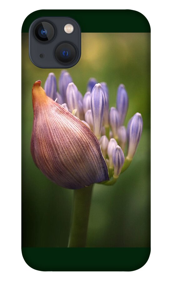 Agapanthus iPhone 13 Case featuring the photograph Only the Beginning by Rona Black
