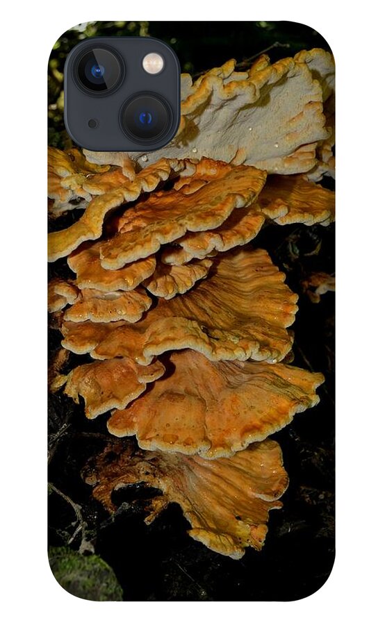 Laetiporus iPhone 13 Case featuring the photograph Orange Tree Fungus by Laureen Murtha Menzl