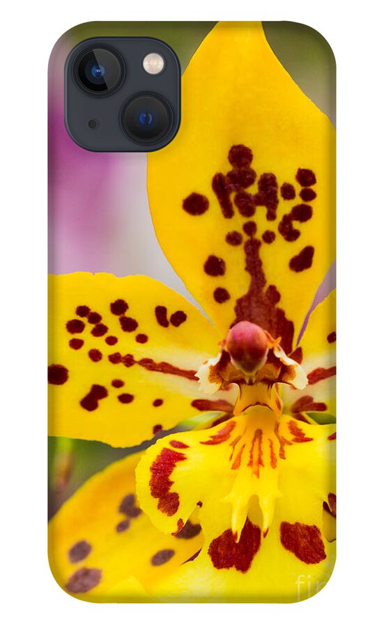 Orchid iPhone 13 Case featuring the photograph Orchid 2 of 3 by Brad Marzolf Photography