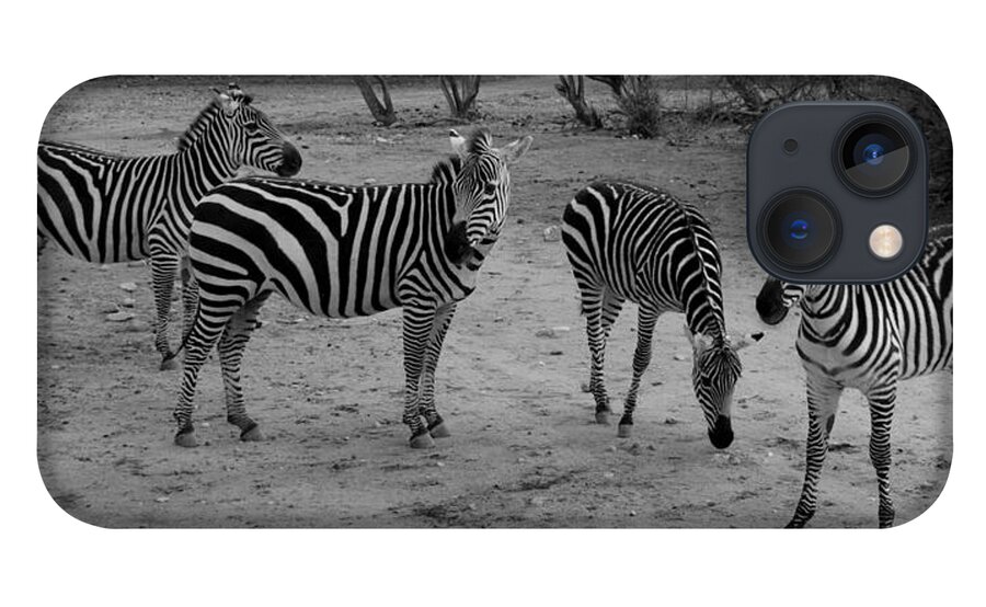 Out Of Africa iPhone 13 Case featuring the photograph Out of Africa Zebras by Phyllis Spoor