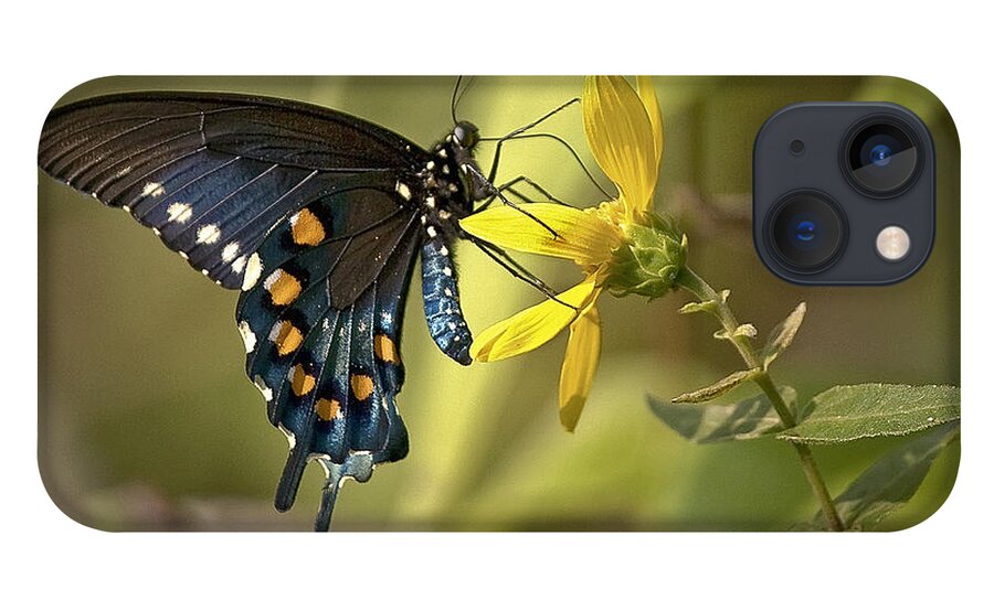 Butterfly iPhone 13 Case featuring the photograph Ozark Spicebush Swallowtail on Sunflower by Michael Dougherty