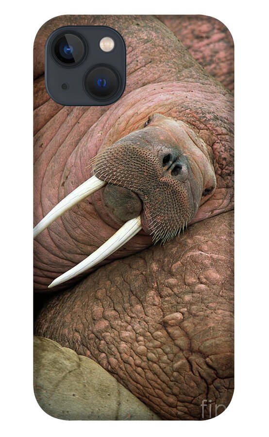 00344073 iPhone 13 Case featuring the photograph Bull Walrus on Round Island by Yva Momatiuk and John Eastcott