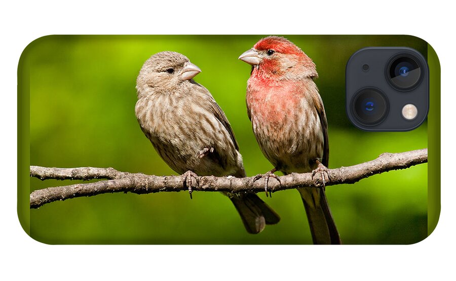 Affectionate iPhone 13 Case featuring the photograph Pair of House Finches in a Tree by Jeff Goulden
