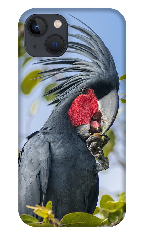 D. Parer E. Parer-cook iPhone 13 Case featuring the photograph Palm Cockatoo Male Feeding On Nonda by D. Parer & E. Parer-Cook