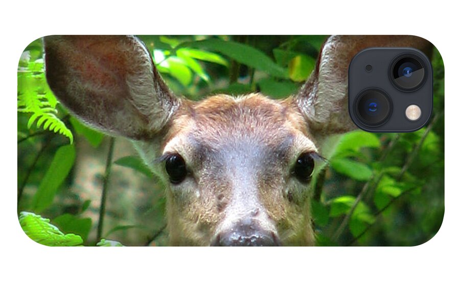 Wildlife iPhone 13 Case featuring the photograph Peek-A-Boo by Rory Siegel