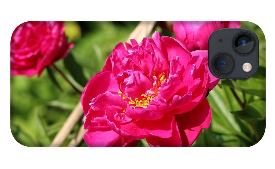 Blossom iPhone 13 Case featuring the photograph Peony by Amanda Mohler