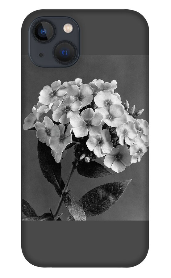 Phlox Blossoms iPhone 13 Case