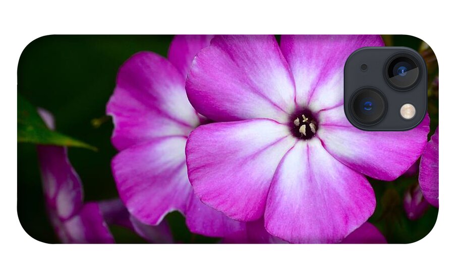 Pholx iPhone 13 Case featuring the photograph Phlox by Dan Hefle