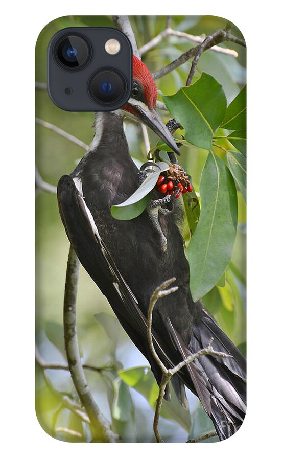 Woodpecker iPhone 13 Case featuring the photograph Pileated Woodpecker by Kathy Baccari