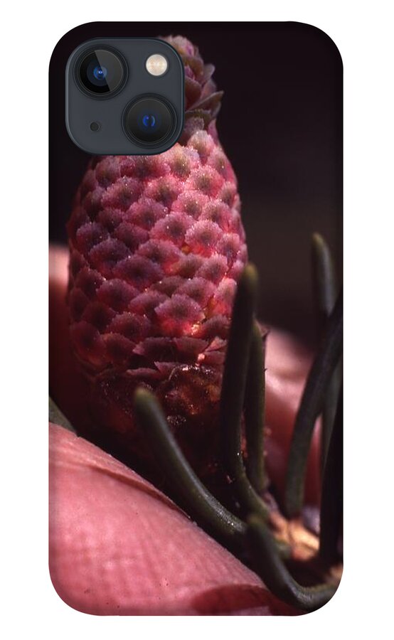 Retro Images Archive iPhone 13 Case featuring the photograph Pine Flower by Retro Images Archive