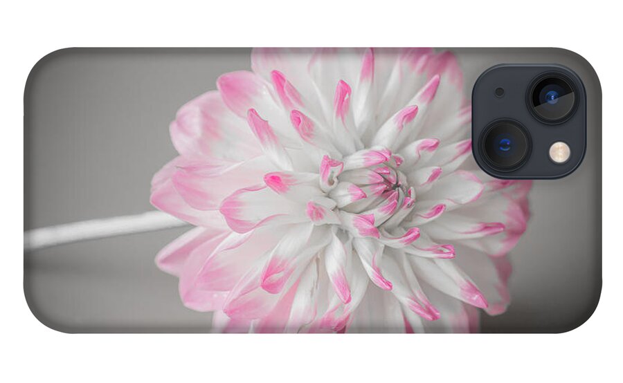 Flower iPhone 13 Case featuring the photograph Pink Dahlia by Amanda Mohler