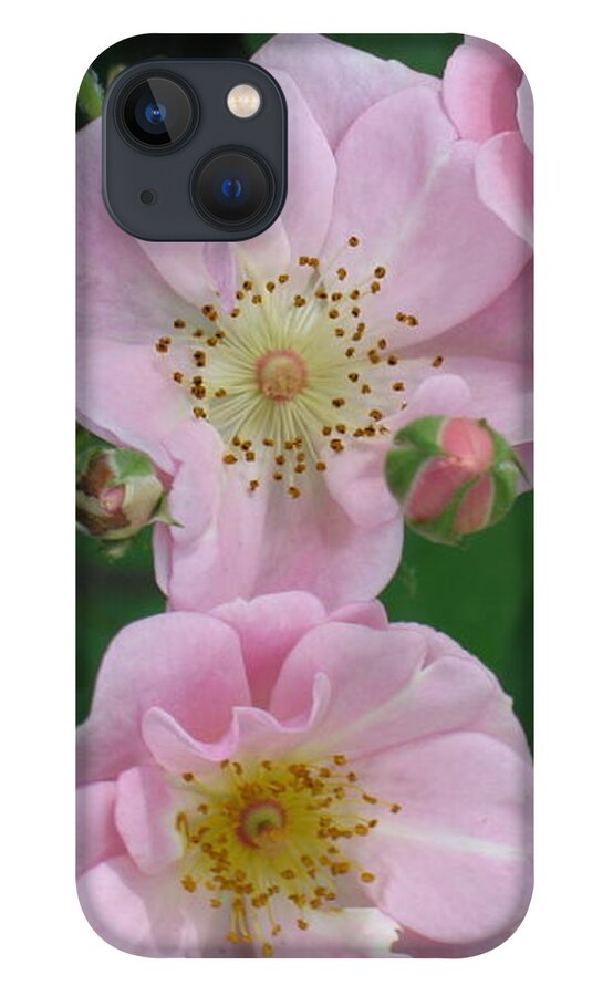 Knockout Roses iPhone 13 Case featuring the photograph Pink roses by HEVi FineArt