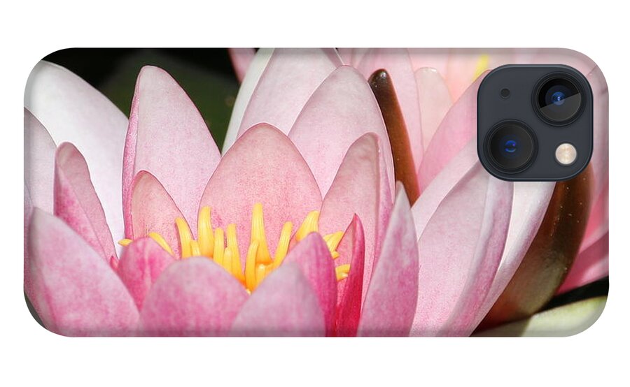 Lilies iPhone 13 Case featuring the photograph Pink Water Lily by Amanda Mohler
