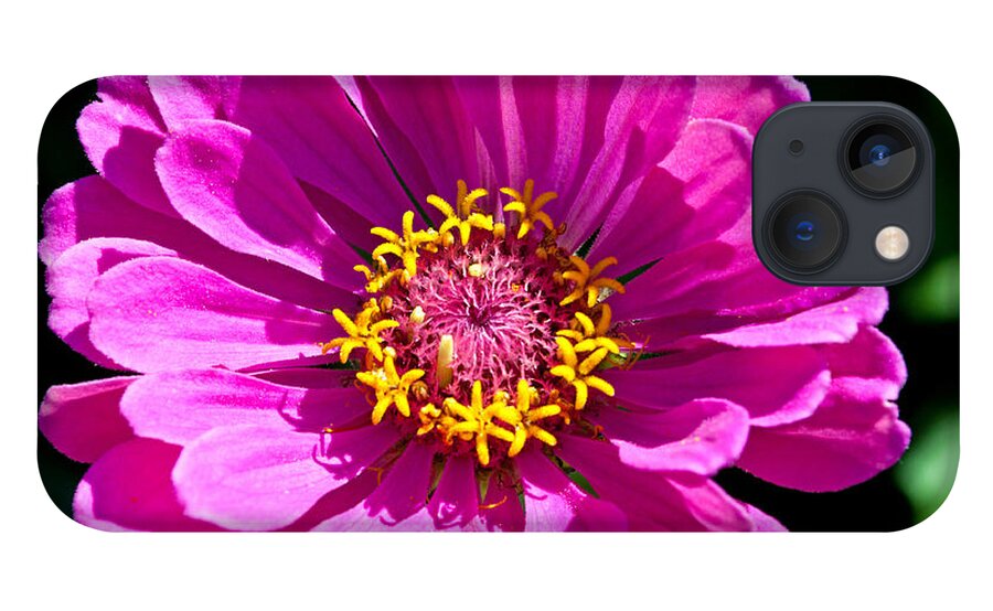 Zinnia iPhone 13 Case featuring the photograph Pink Zinnia by Tikvah's Hope