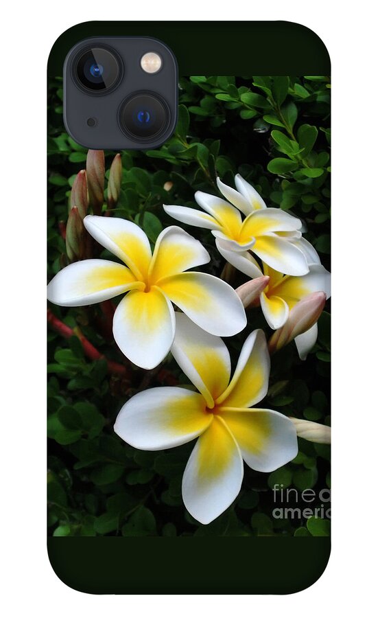 Photography iPhone 13 Case featuring the photograph Plumeria in the Sunshine by Kaye Menner