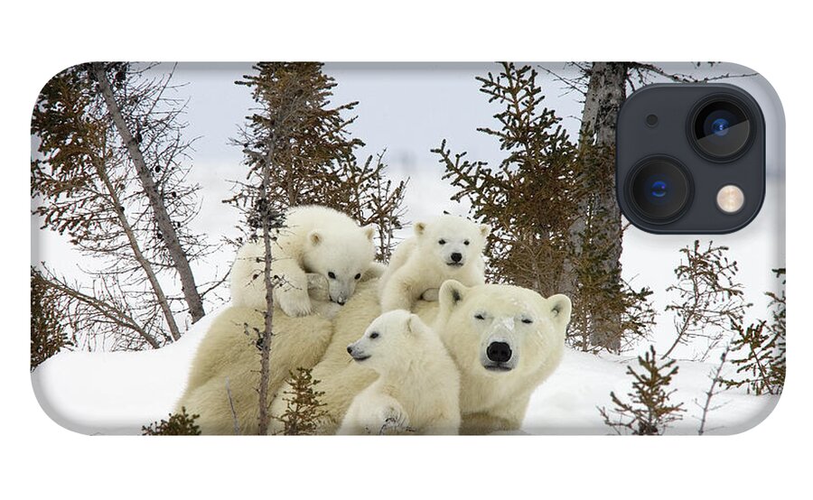 00601007 iPhone 13 Case featuring the photograph Polar Bear Ursus Maritimus Mother and Cubs by Matthias Breiter