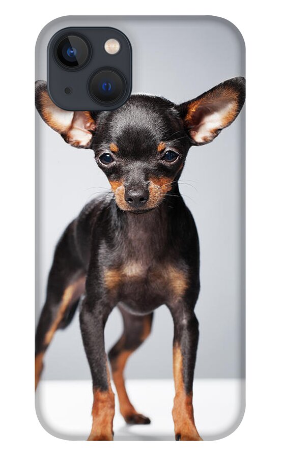 Pets iPhone 13 Case featuring the photograph Portrait Of A Chihuahua by Alvarez
