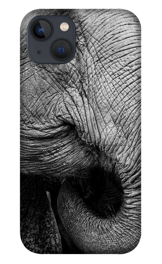 Animal Trunk iPhone 13 Case featuring the photograph Portrait Of An Elephant by Www.neilblakely.com