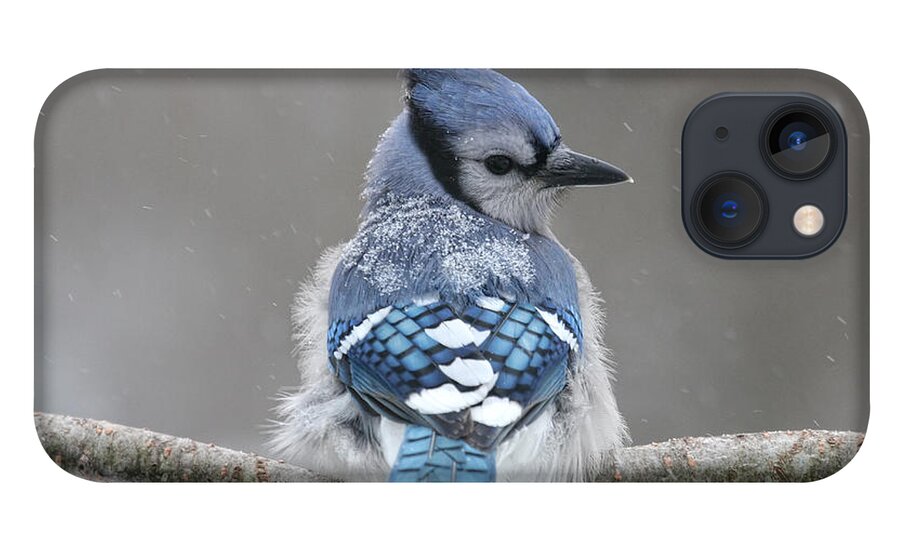 Blue Jay iPhone 13 Case featuring the photograph Posing in the Storm by Jayne Carney