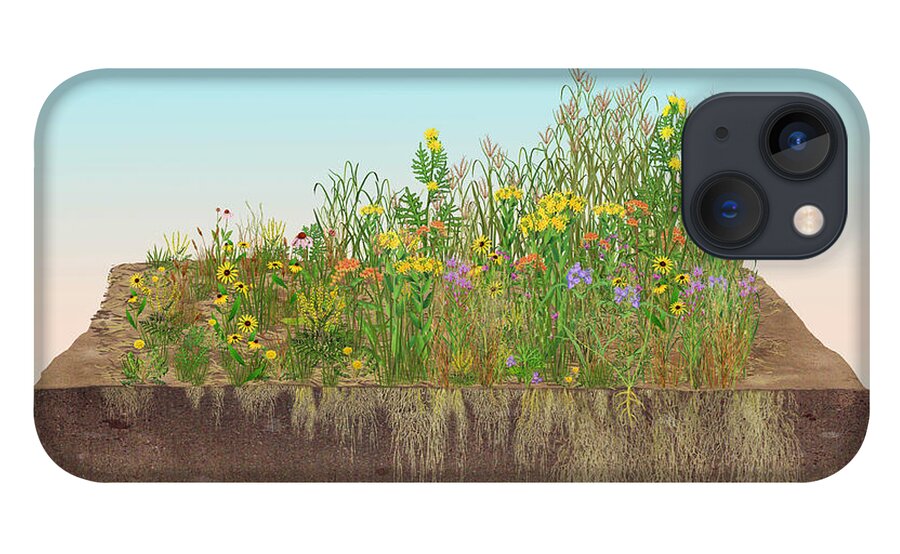 Prairie iPhone 13 Case featuring the photograph Prairie Plants Succession, Illustration by Carlyn Iverson