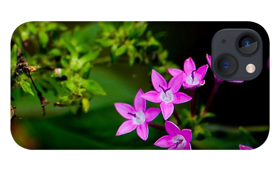 Flowers iPhone 13 Case featuring the photograph Pretty Petals by Craig Watanabe