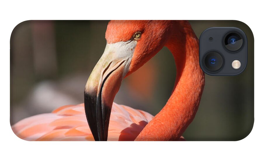 Flamingo iPhone 13 Case featuring the photograph Pretty Pose by Jayne Carney