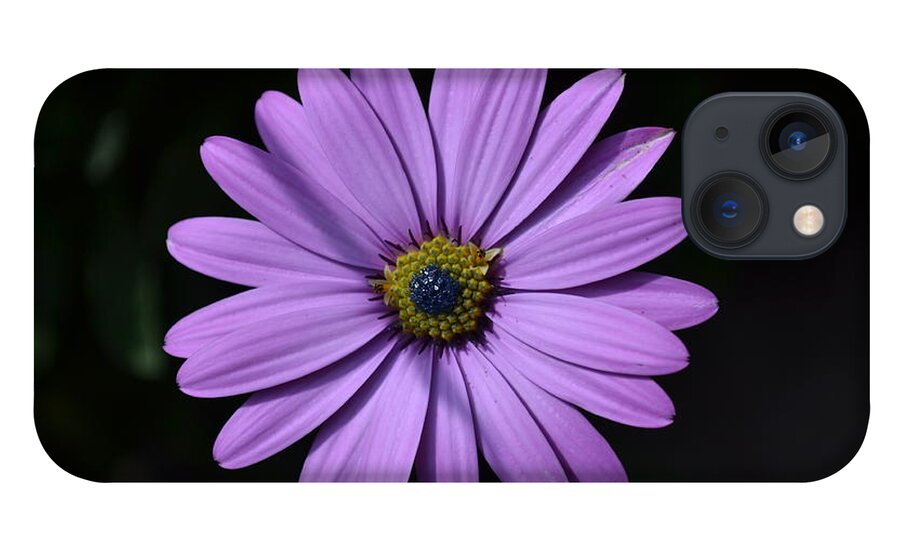 Purple iPhone 13 Case featuring the photograph Purple African Daisy by Scott Lyons