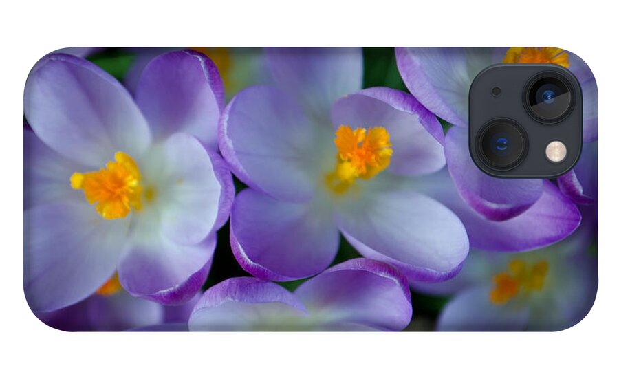 Nature iPhone 13 Case featuring the photograph Purple Crocus Gems by Tikvah's Hope