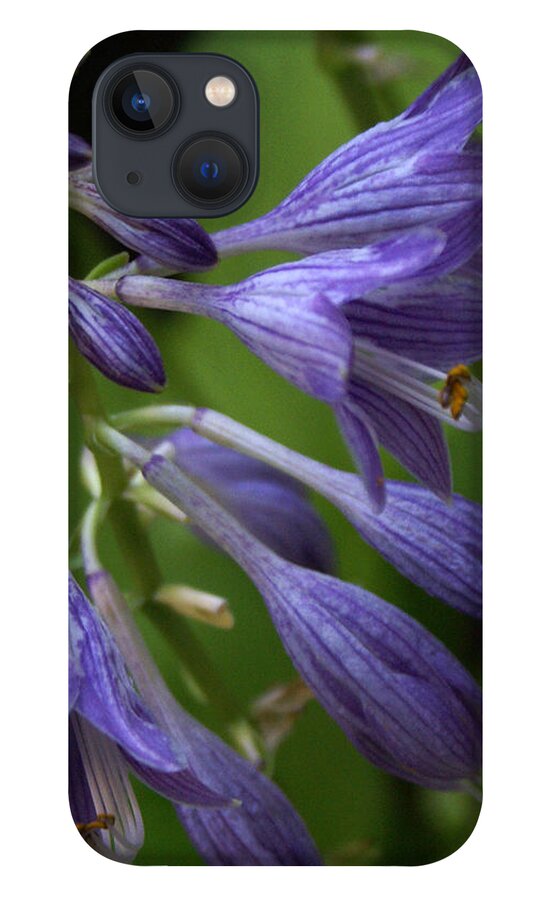 Landscape iPhone 13 Case featuring the photograph Purple Flowers by Chauncy Holmes