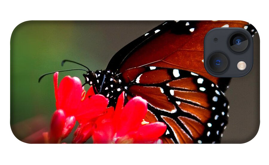 :penny Lisowski iPhone 13 Case featuring the photograph Queen Butterfly II by Penny Lisowski