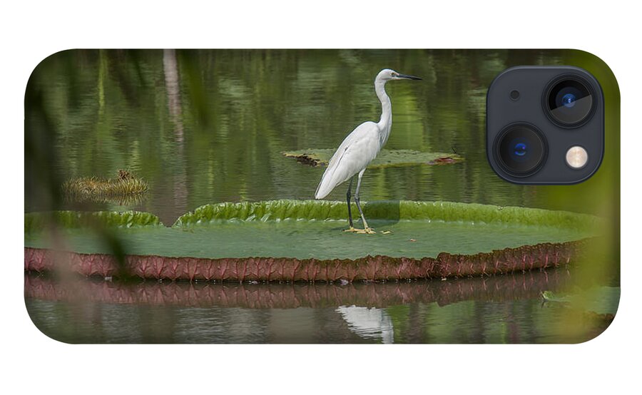 Nature iPhone 13 Case featuring the photograph Queen Victoria Water Lily Pad with Little Egret DTHB1618 by Gerry Gantt