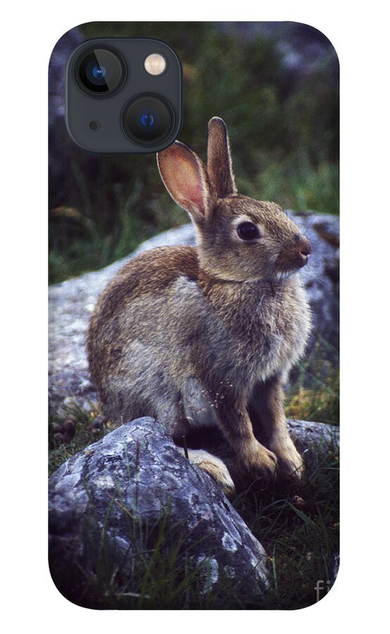Rabbit iPhone 13 Case featuring the photograph Young Rabbit by Phil Banks